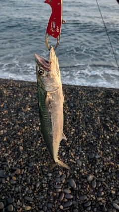 サゴシの釣果