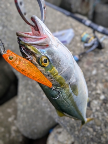 ツバスの釣果