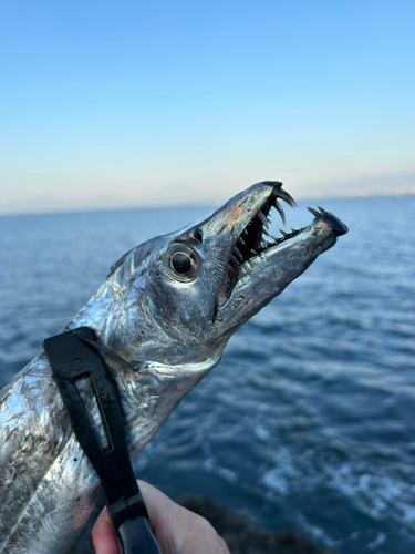 タチウオの釣果