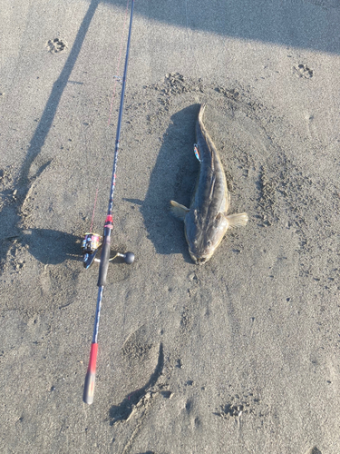 マゴチの釣果