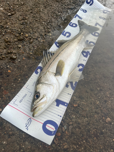 スズキの釣果