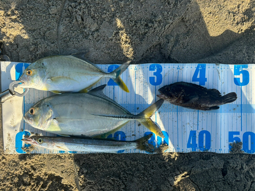 ロウニンアジの釣果