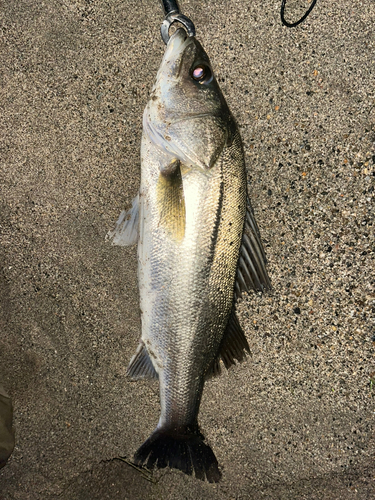 フッコ（マルスズキ）の釣果