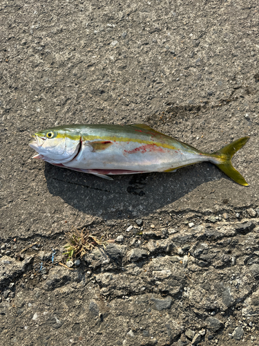 カンパチの釣果