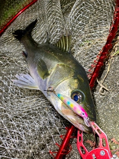 フッコ（マルスズキ）の釣果