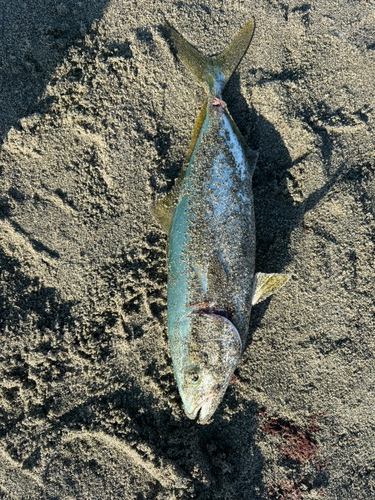 ワカシの釣果