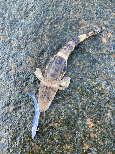 ワニゴチの釣果