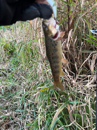 ブラウントラウトの釣果