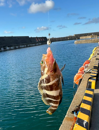 アオハタの釣果