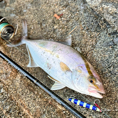 ネリゴの釣果