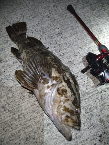 タケノコメバルの釣果