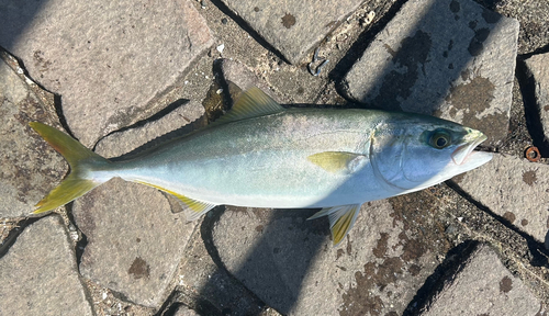 ツバスの釣果