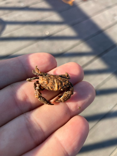 カニの釣果