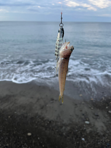 エソの釣果