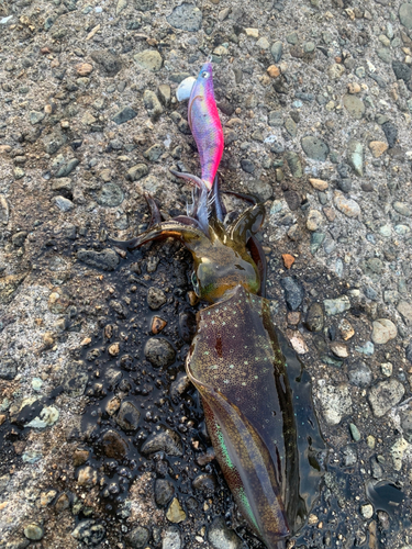 アオリイカの釣果