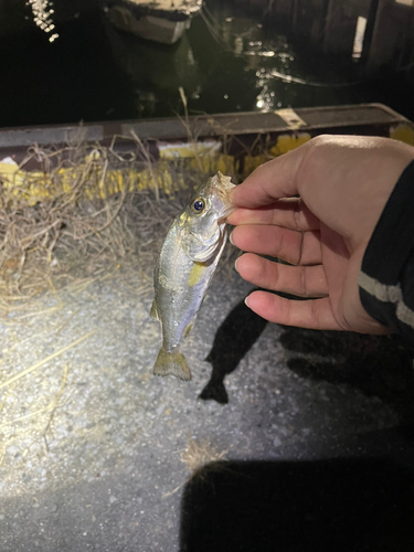 セイゴ（タイリクスズキ）の釣果