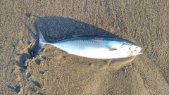 マルソウダの釣果