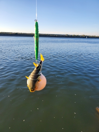 シマフグの釣果