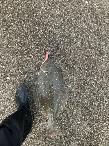 ヒラメの釣果