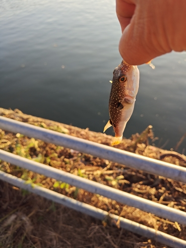 クサフグの釣果