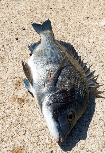 チヌの釣果