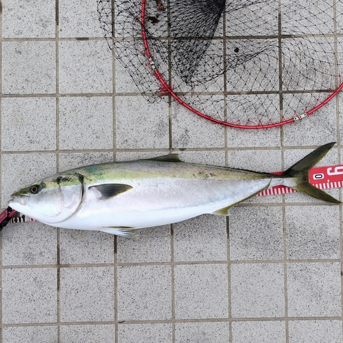 ブリの釣果