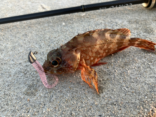 カサゴの釣果