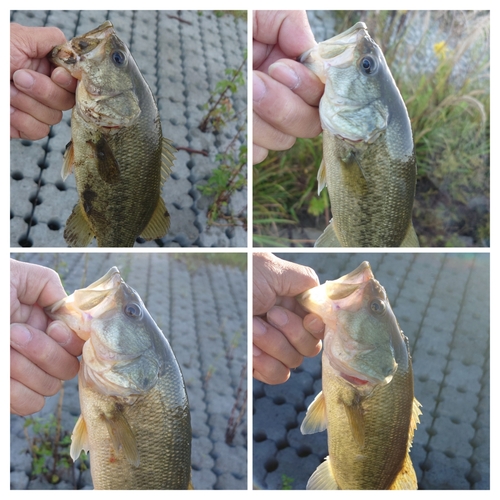 ブラックバスの釣果