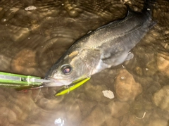 シーバスの釣果