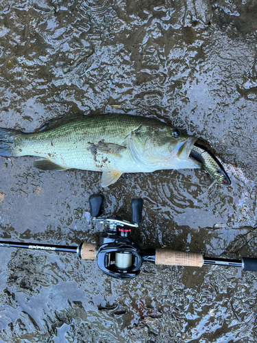 ブラックバスの釣果