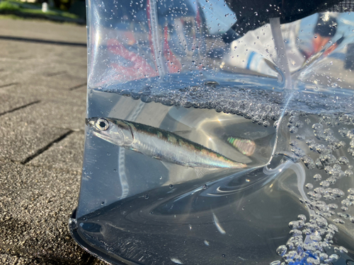 イワシの釣果