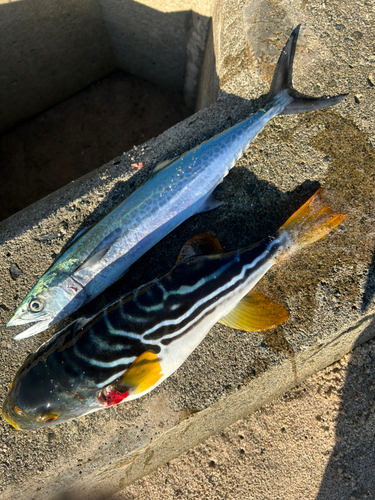 サゴシの釣果