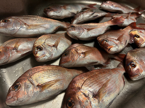 チダイの釣果