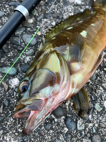 アカハタの釣果