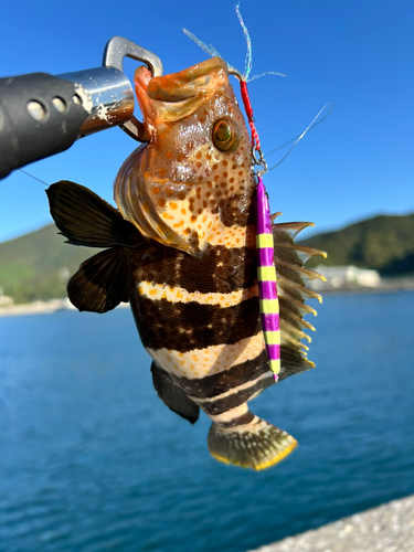 ハタの釣果