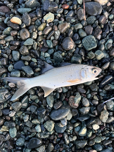 ツバメコノシロの釣果