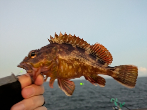 カサゴの釣果