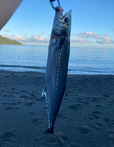 サゴシの釣果