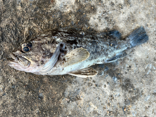 ソイの釣果