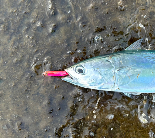 ソウダガツオの釣果