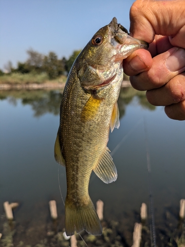 ラージマウスバスの釣果