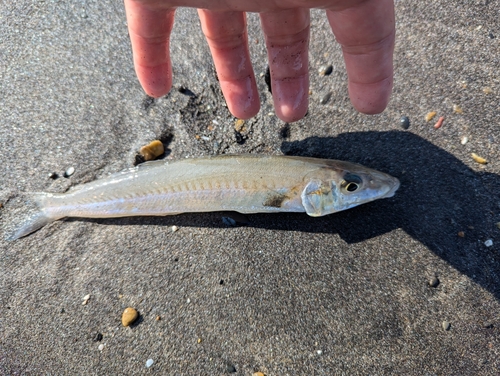 シロギスの釣果