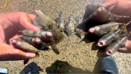 カワハギの釣果