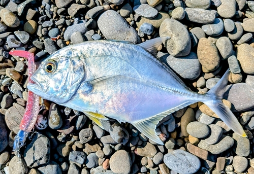 メッキの釣果