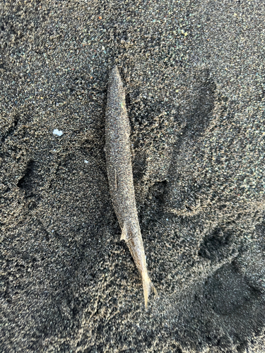 カマスの釣果