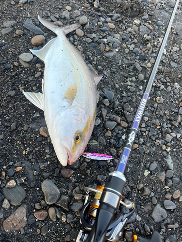 ショゴの釣果