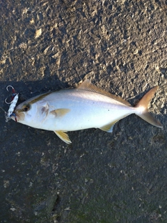 ネイリの釣果