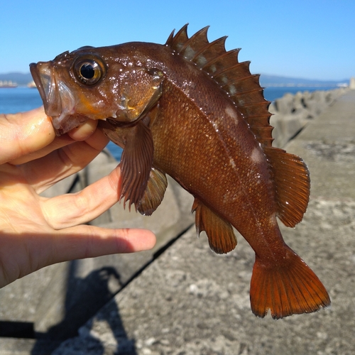 ガヤの釣果