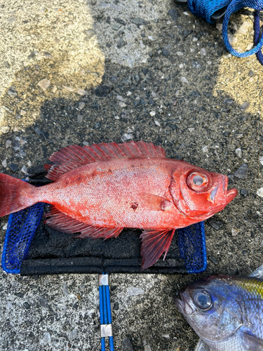 イサキの釣果