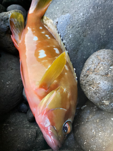 アカハタの釣果